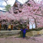 Sakura Çiçekleri Pazarlama Harikası Mı?